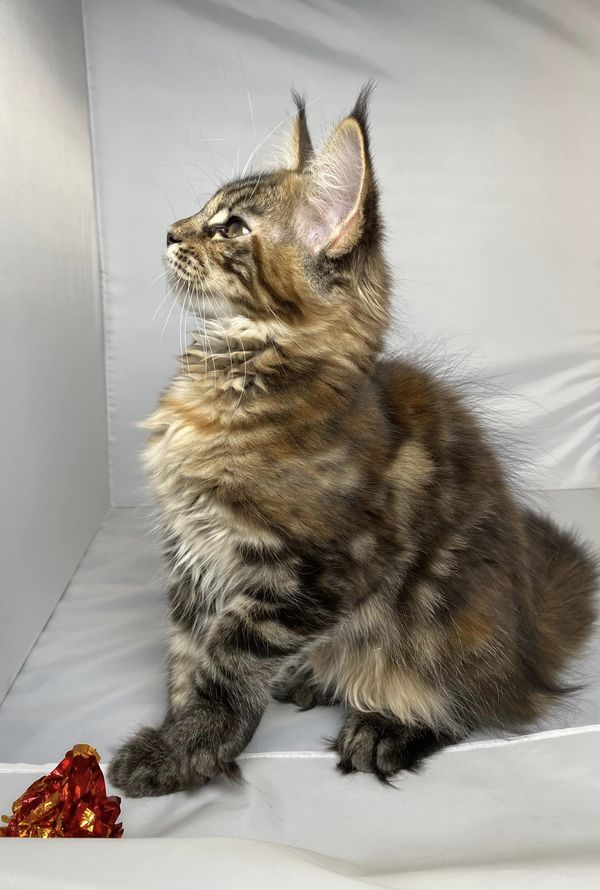 maine coon kitten from a breeder in Columbus Ohio
