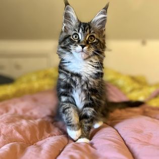 maine coon kitten from breeder in cleveland, ohio