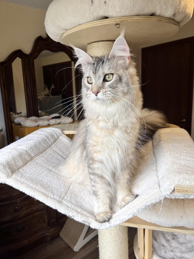  Maine coon from breeder in Houston, Texas