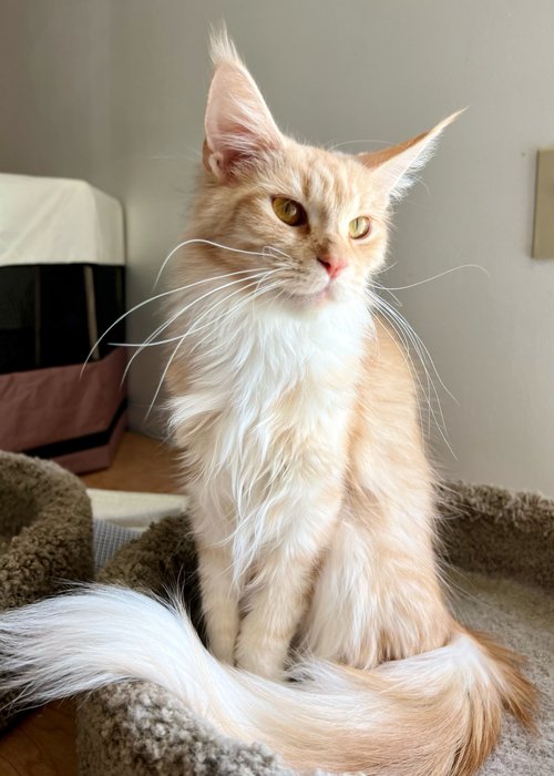 maine coon cat from a breeder in Central ohio