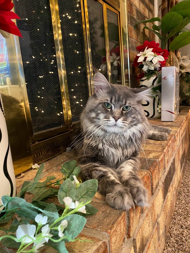  maine coon from a breeder in Abeline, Texas