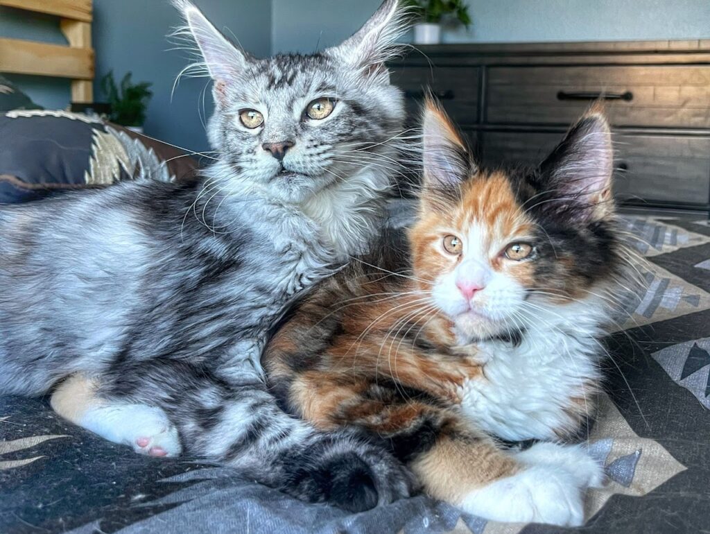 Maine coon cat from a breeder in Clermont, Florida