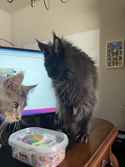 maine coon from breeder in Forney, Texas