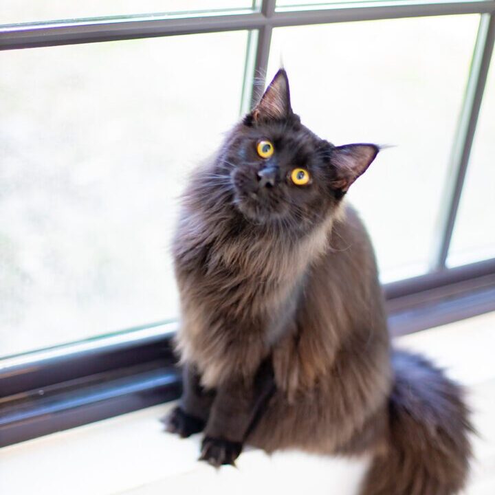  blavk maine coon from breeder in Spring, Texas