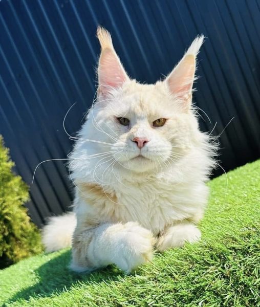 maine coon from a maine coon breeder in ohio