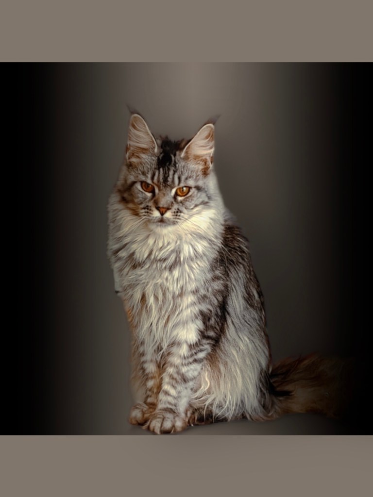  maine coon from breeder in Houston, Texas