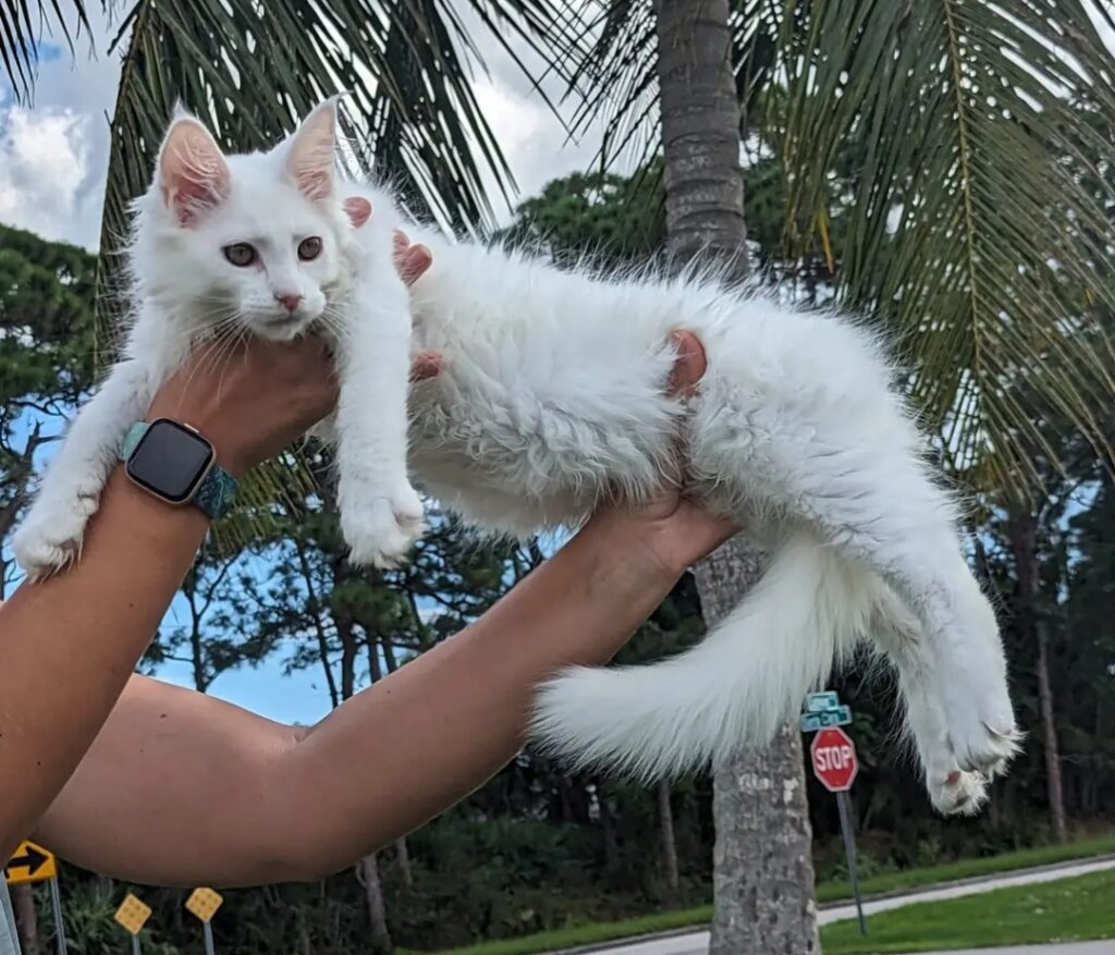  white maine coon cat from a Breeder in Fort Pierce, Florida