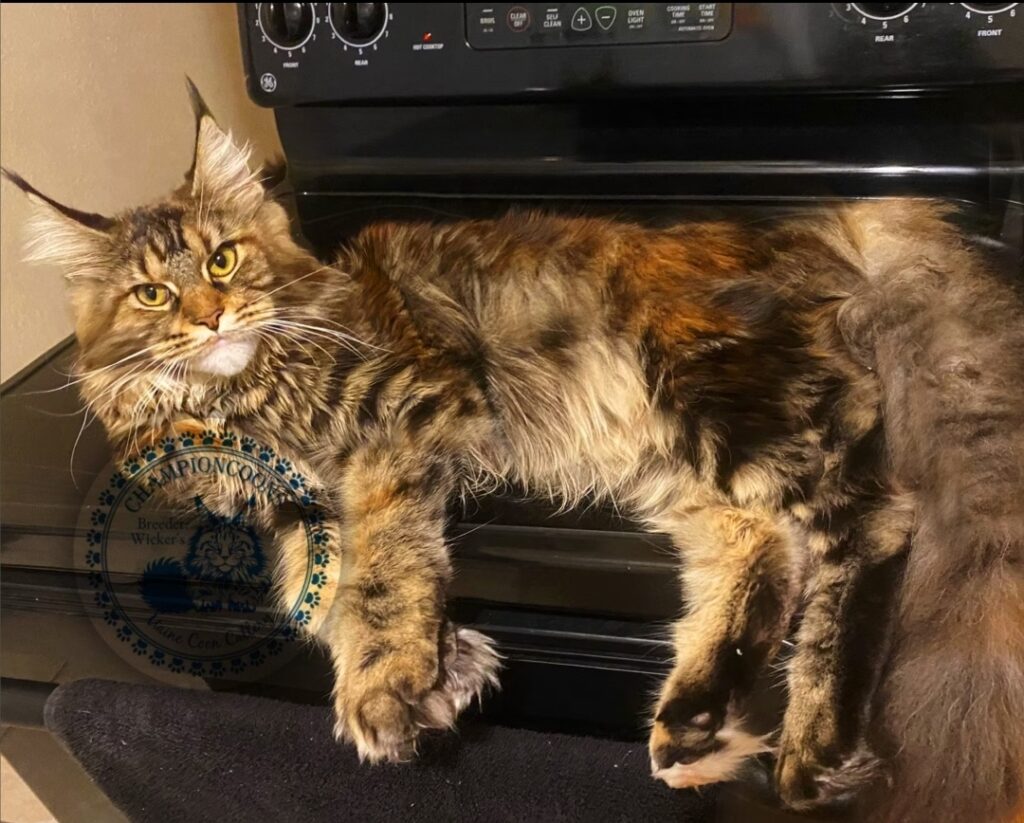 Tabby maine coon from a breeder in Tampa, Florida