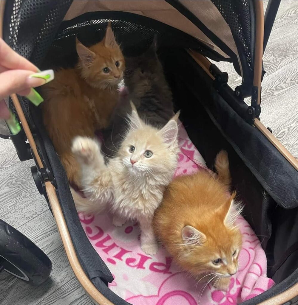  maine coon kittens from a breeder in Milton, Florida