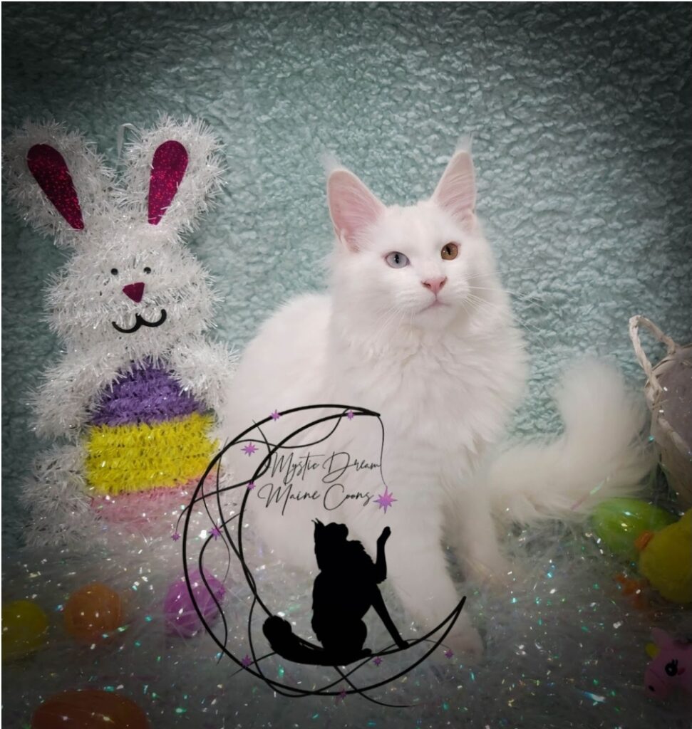 white maine coon from a breeder in Hollywood Florida