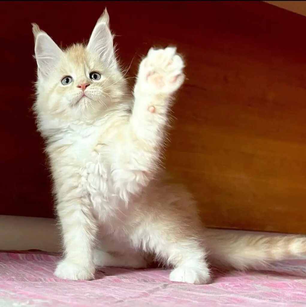  maine coon kitten from a breeder in Fort Myers, Florida