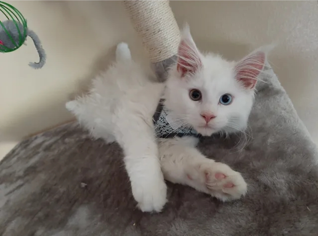  Maine coon cat from a breeder in Jacksonville, Florida