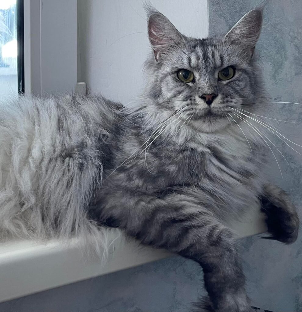  maine coon cat from a breeder in Ford Meade, Florida