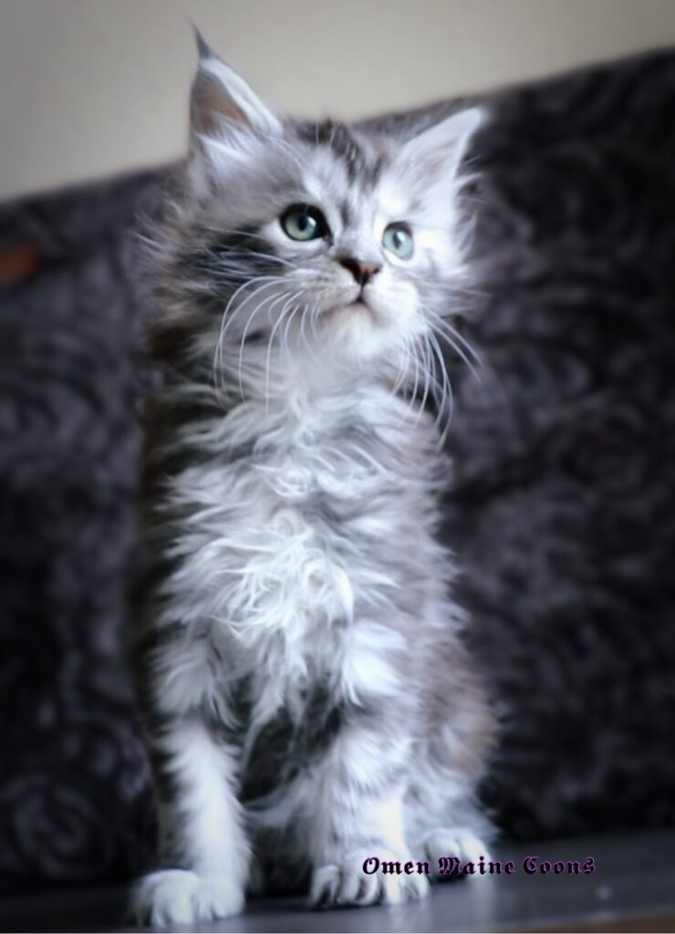  maine coon kitten from breeder in Edinburg, texas