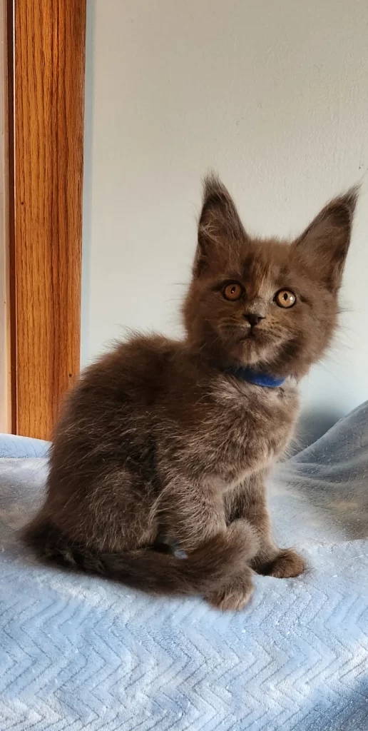 black maine coon from cattery in ohio