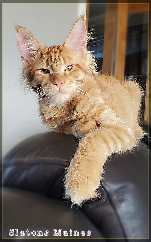  Maine coon from breeder in Sunset, Texas