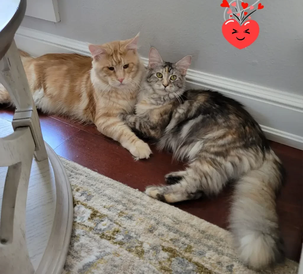 A maine coon cat from a breeder in Plant City, Florida