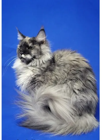  maine coon from breeder in ohio