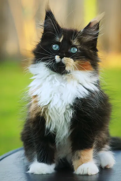  Maine coon from breeder in Houston, Texas